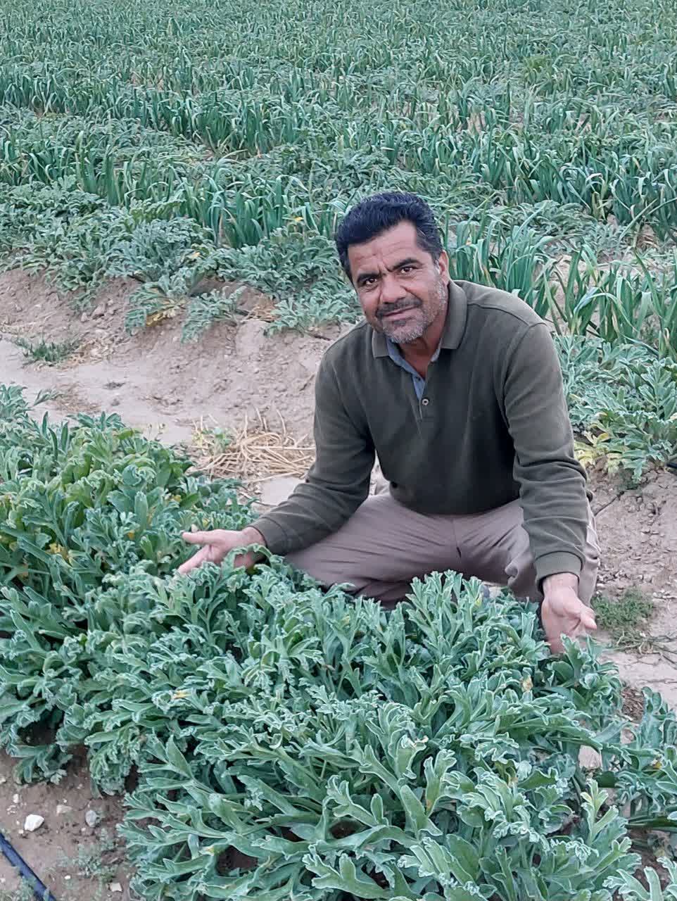 صاحب مزرعه آنغوزه طبس در کنار گیاهان آنغوزه در منطقه ده محمد